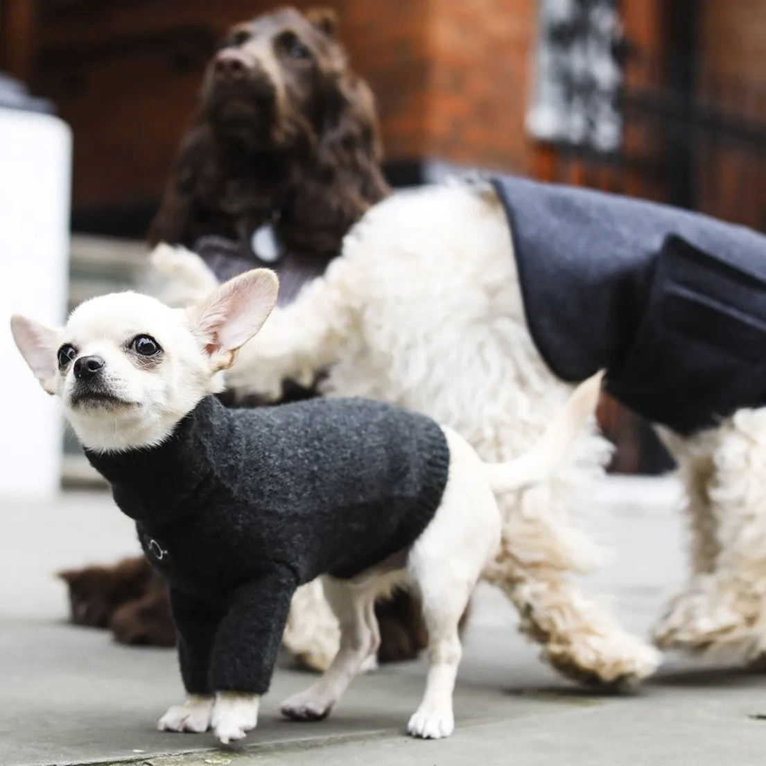 Turtle Neck Sweater